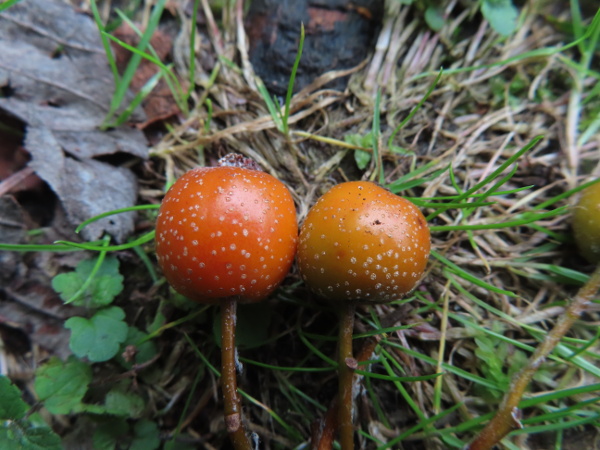 French hales / Sorbus subg. Tormaria: The fruits of _Sorbus_ subg. _Tormaria_ are orange or brown, unlike the red fruits in _Sorbus_ subg. _Aria_ and _Sorbus intermedia_ agg.