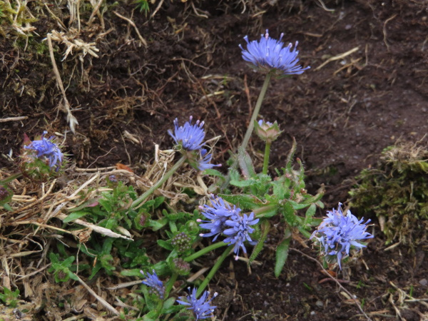 sheep’s bit / Jasione montana: _Jasione montana_ grows in acid grassland in upland and coastal districts of Ireland, western Britain and the Northern Isles, and lowland heaths in south-eastern England.