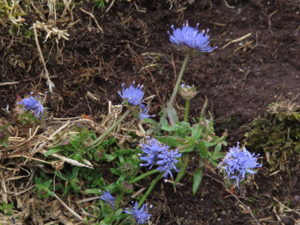 sheep’s bit / Jasione montana