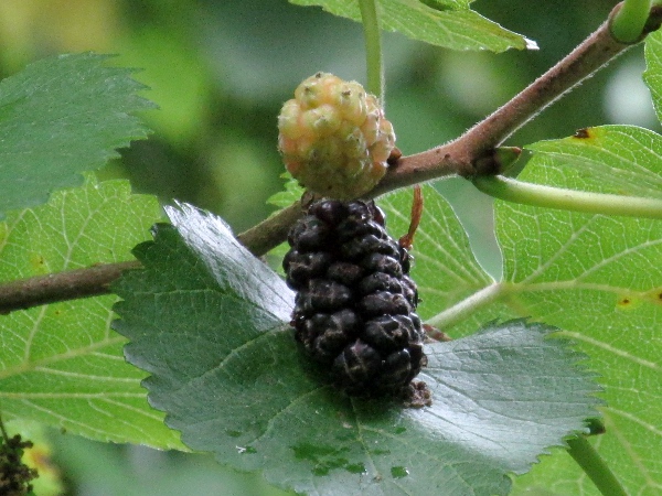 black mulberry / Morus nigra: The compound fruits of _Morus nigra_ are formed from numerous female flowers, each producing a single fleshy druplet.