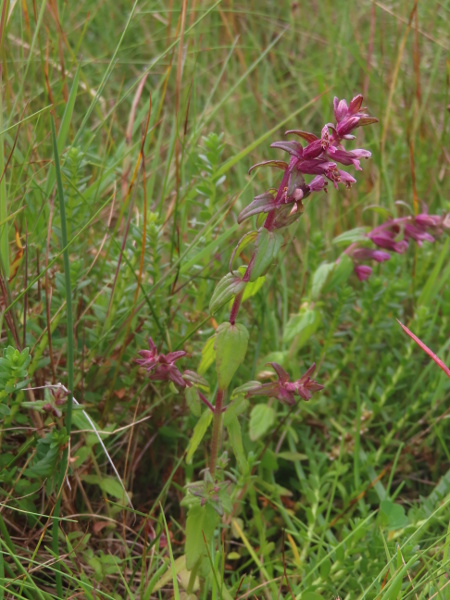 seaside red bartsia / Odontites vernus subsp. litoralis: _Odontites vernus_ subsp. _litoreus_ is known from coastal sites in northern and western Scotland, and one site each in north-western England and north-western Wales.