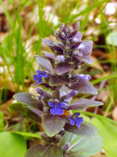 pyramidal bugle / Ajuga pyramidalis: The bracts of _Ajuga pyramidalis_ are longer than the flowers, unlike _Ajuga reptans_.