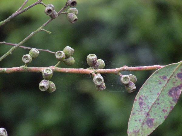 cider gum / Eucalyptus gunnii: _Eucalyptus gunnii_ produces flowers in tight groups of 3; the cup-shaped fruiting capsules have 4 valves sunken below the rim.