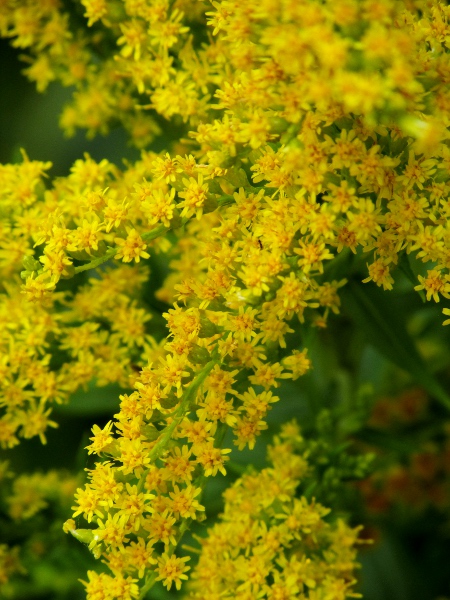 Canadian goldenrod / Solidago canadensis: The leaves of _Solidago canadensis_ are at least partly serrate (unlike _Solidago sempervirens_) and are roughly hairy (unlike _Solidago gigantea_).