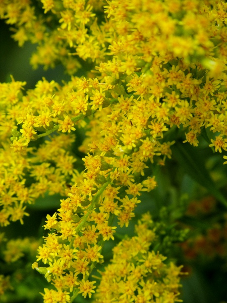 Canadian goldenrod / Solidago canadensis