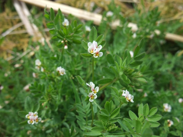 bird’s foot / Ornithopus perpusillus: The flowers of _Ornithopus perpusillus_ are far from conspicuous.