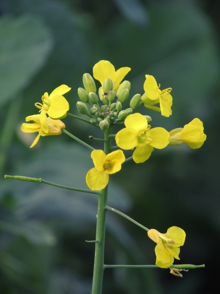 turnip / Brassica rapa: Whereas the unopened flowers of _Brassica napus_ form a dome at the top of the inflorescence, those of _Brassica rapa_ form a concave ‘bowl’