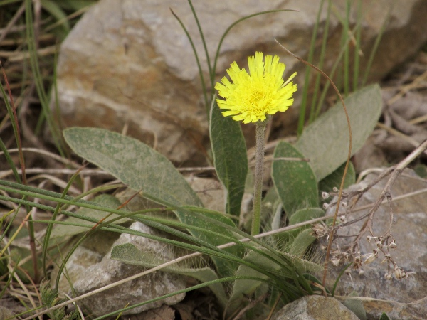 shaggy mouse-ear hawkweed / Pilosella peleteriana: _Pilosella peleteriana_ has stocky stems and short stolons bearing hardly-reduced leaves; it grows in parts of Dorset, the Isle of Wight, the Peak District (VC39) and the Breidden Hills (VC47).