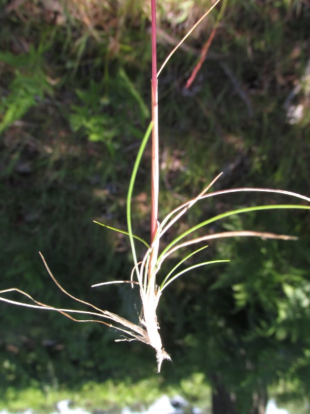 silver hair-grass / Aira caryophyllea: Leaves