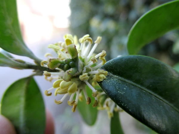 box / Buxus sempervirens: Terminal, 3-parted female flower and numerous male flowers with 4 stamens each.