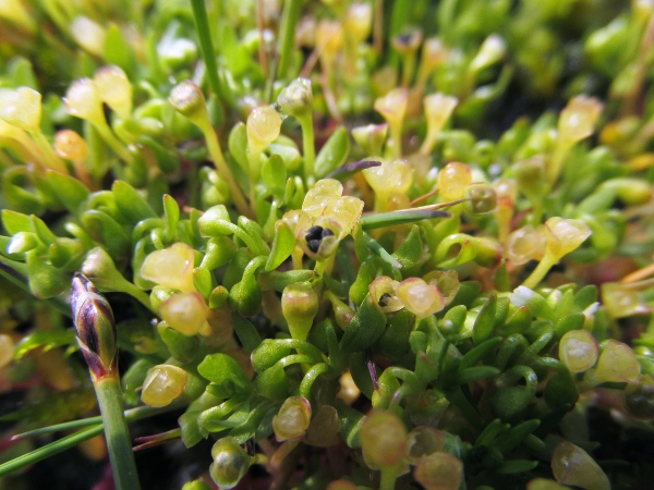 blinks / Montia fontana: The mature fruiting capsules remain enclosed by the 2 sepals; differences in the surface of the seeds define the 4 subspecies in our area.