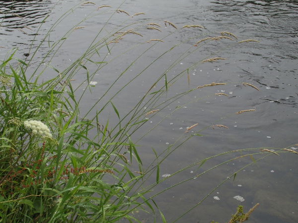 reed Canary-grass / Phalaris arundinacea: Habitus