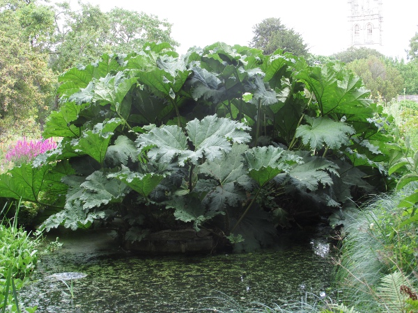 Brazilian giant rhubarb / Gunnera manicata: _Gunnera manicata_ is an oversized herb native to Brazil and Colombia, but widely planted beside ponds and streams.
