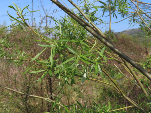 green-leaved willow / Salix × rubra: _Salix_ × _rubra_ is a naturally occurring hybrid between the native _Salix viminalis_ and the non-native _Salix purpurea_.