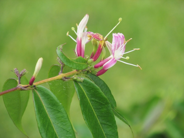 Henry’s honeysuckle / Lonicera henryi