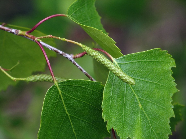black poplar / Populus nigra: The leaves of black poplars such as _Populus nigra_ are a similar colour on both sides and have nearly round petioles.