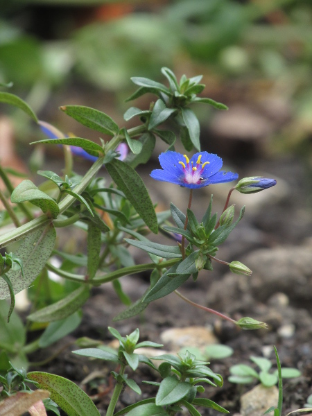 blue pimpernel / Lysimachia foemina: _Lysimachia foemina_ is very similar to _Lysimachia arvensis_; the blue flower colour is not a reliable difference, but the scarcity of glandular hairs on the petal margins is.