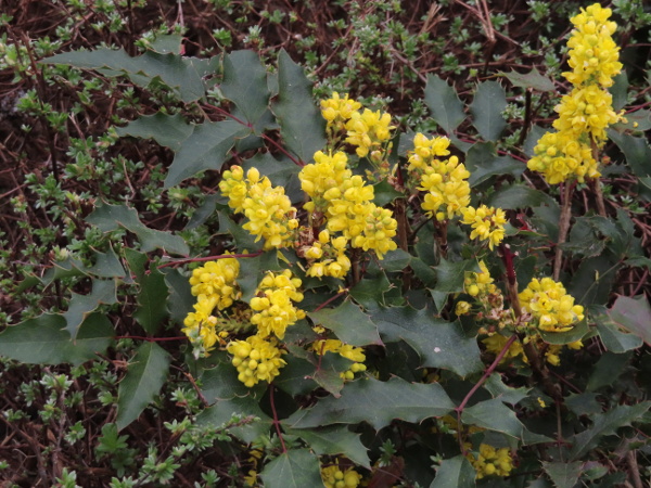 Wagner’s Oregon grape / Mahonia × wagneri: The leaves of _Mahonia_ × _wagneri_ are less shiny than those of _Mahonia aquifolium_, and the spines along the edge point alternately up and down, like a holly leaf (_Ilex aquifolium_).
