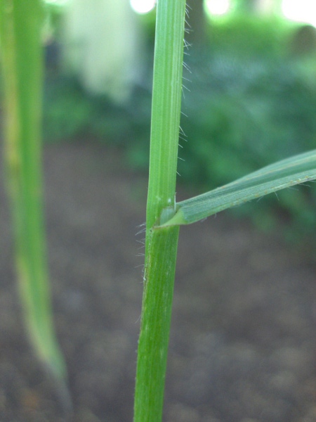 meadow brome / Bromus commutatus