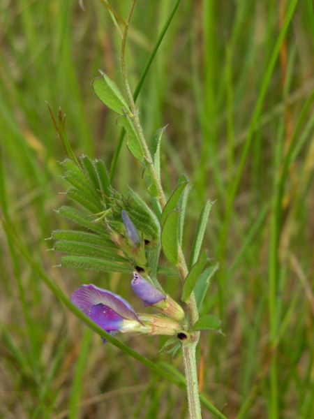 common vetch / Vicia sativa: The black spot on the stipules is characteristic.