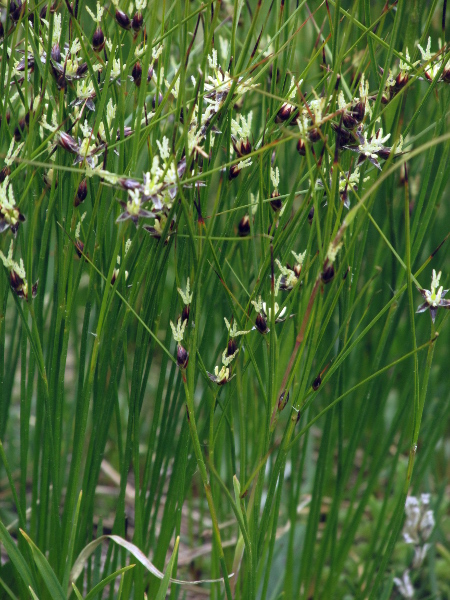 three-leaved rush / Juncus trifidus: _Juncus trifidus_ is an <a href="aa.html">Arctic–Alpine</a> species found high up in the Scottish Highlands and on the North Roe peninsula, Shetland.