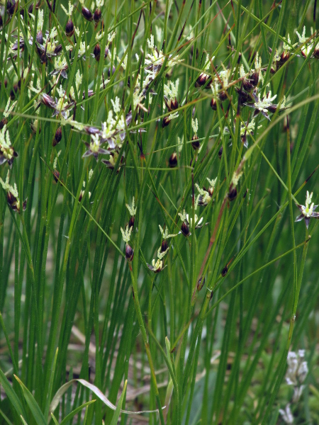 three-leaved rush / Juncus trifidus