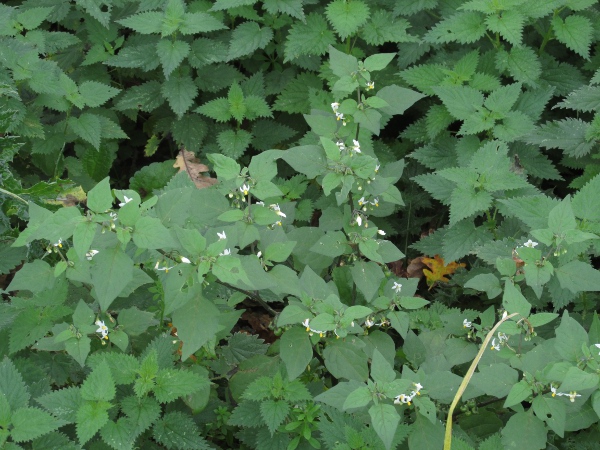 eglandular black nightshade / Solanum nigrum subsp. nigrum: _Solanum nigrum_ subsp. _nigrum_ is a common weed of waste ground.