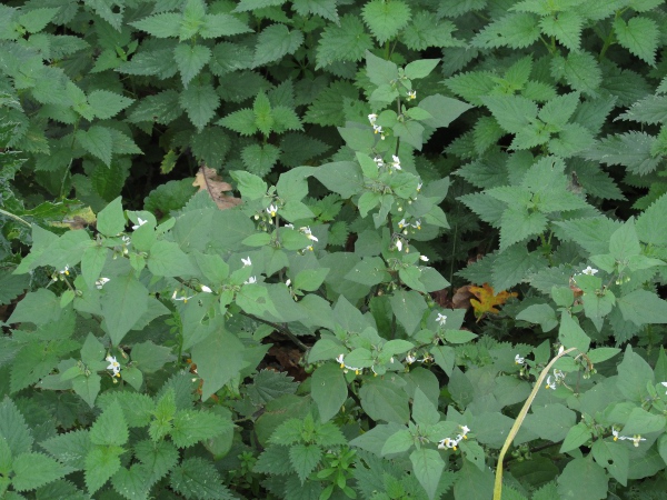 eglandular black nightshade / Solanum nigrum subsp. nigrum