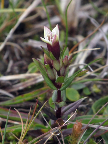 northern gentian / Gentianella amarella subsp. septentrionalis: _Gentianella amarella_ subsp. _septentrionalis_ has paler flowers than _Gentianella amarella_ subsp. _amarella_ and grows at sites from northern England to Shetland and possibly in Iceland.