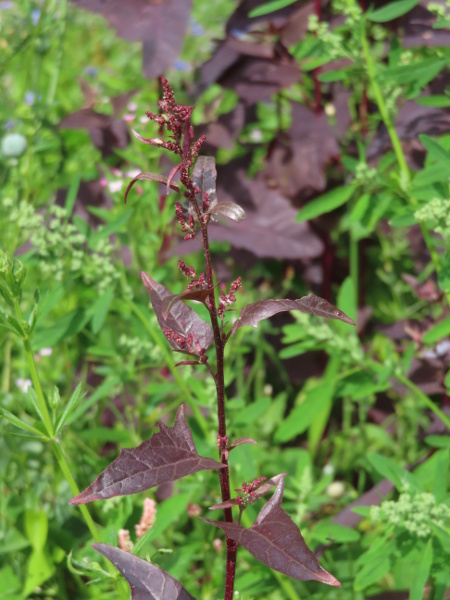 garden orache / Atriplex hortensis: Not all flowers of _Atriplex hortensis_ have bracteoles; where present, they are papery and unlobed.