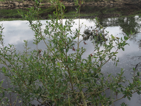 bay willow / Salix pentandra: _Salix pentandra_ is a common waterside willow tree in northern England, southern Scotland and northern Ireland, but can be found across the British Isles.