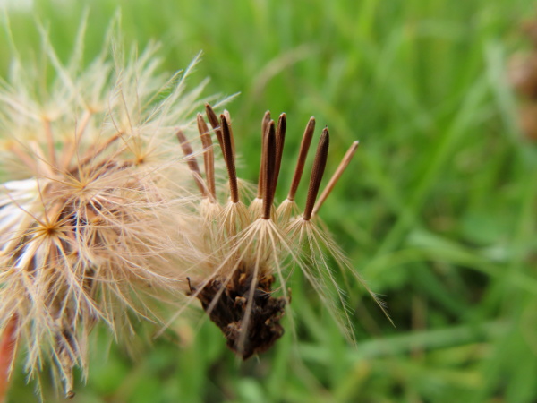 rough hawkbit / Leontodon hispidus: The achenes of _Leontodon hispidum_ are not ribbed or beaked; they all have two rows of hairs, 1 feathery and 1 simple (unlike _Leontodon saxatilis_, in which the outermost flowers produce hairless achenes).