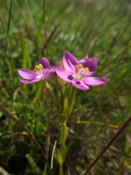 perennial centaury / Centaurium portense: _Centaurium portense_ has the largest flowers of our _Centaurium_ species.