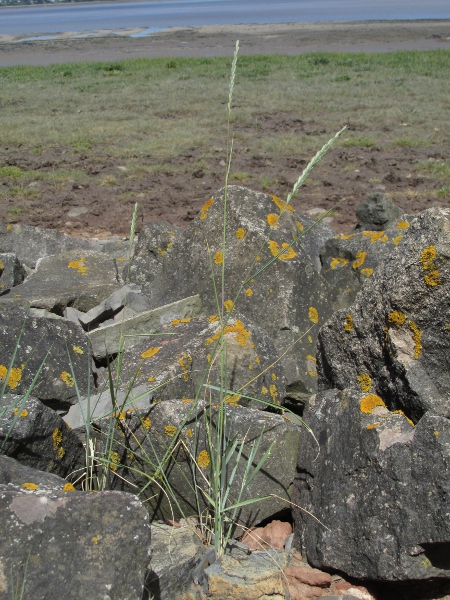 sea couch / Elymus athericus