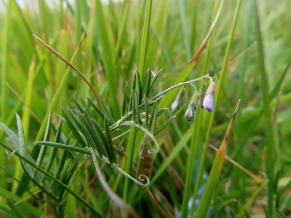 slender tare / Ervum gracile: _Ervum gracile_ is a rare annual that grows in summer-dry grasslands in central and southern England; it is similar to _Ervum tetraspermum_, but with its peduncles mostly longer than the adjacent leaves.