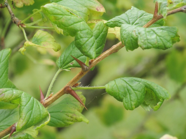 coast gooseberry / Ribes divaricatum: _Ribes divaricatum_ has purple flowers and fruits, and the ovary and fruit lack the prominent hairs seen in _Ribes uva-crispa_.