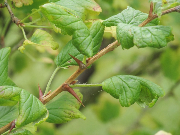 coast gooseberry / Ribes divaricatum: _Ribes divaricatum_ has purple flowers and fruits, and the ovary and fruit lack the prominent hairs seen in _Ribes uva-crispa_.