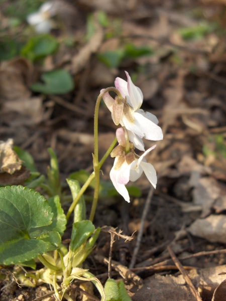 sweet violet / Viola odorata: White-flowering form
