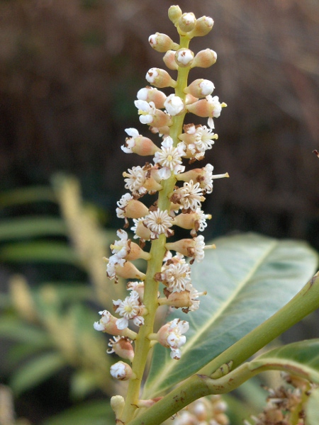 cherry laurel / Prunus laurocerasus: Close-up of flowers