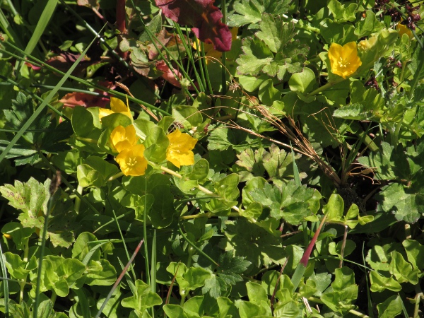 creeping Jenny / Lysimachia nummularia: _Lysimachia nummularia_ grows in damp woodlands across the British Isles, but more rarely in northern and western Scotland and Ireland.