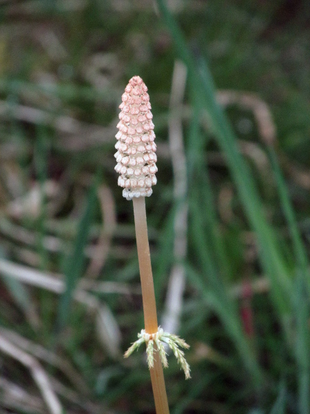 wood horsetail / Equisetum sylvaticum: The fertile stems of _Equisetum sylvaticum_ start off bare, but develop branches after sporulation and eventually resemble sterile stems.
