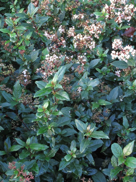 laurustinus / Viburnum tinus: _Viburnum tinus_ is an evergreen Mediterranean shrub that is favoured as a garden plant and sometimes escapes, especially in sheltered coastal areas.