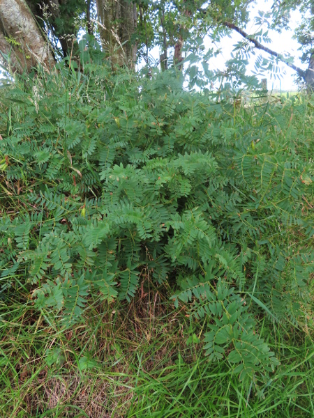 wood bitter-vetch / Vicia orobus: _Vicia orobus_ is an erect, self-supporting, perennial vetch that grows in Wales and the Inner Hebrides, as well as some other sites in Scotland, a few in western England and a few in Ireland.