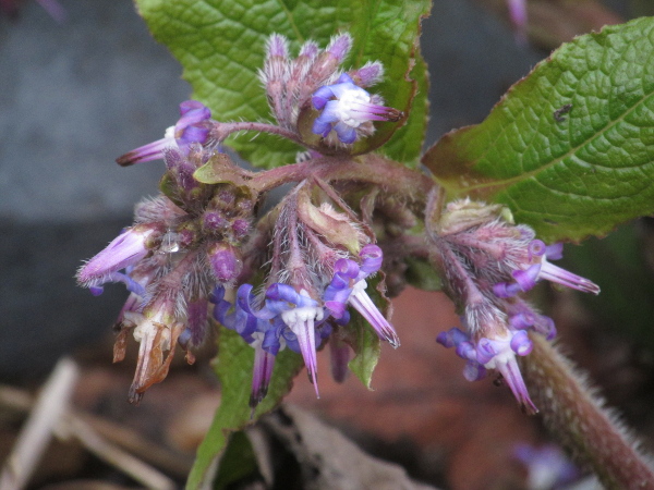 Abraham-Isaac-Jacob / Trachystemon orientalis: The flowers of _Trachystemon orientalis_ are similar to those of _Borago officinalis_, but with recurved petals, and the sepals fused for half their length.