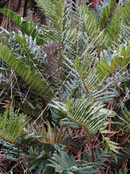 greater hard-fern / Blechnum cordatum: _Blechnum cordatum_ is like a large version of _Blechnum spicant_, with cordate bases to the leaf segments.