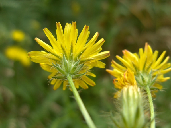 bristly hawk’s-beard / Crepis setosa: Capitulum from below