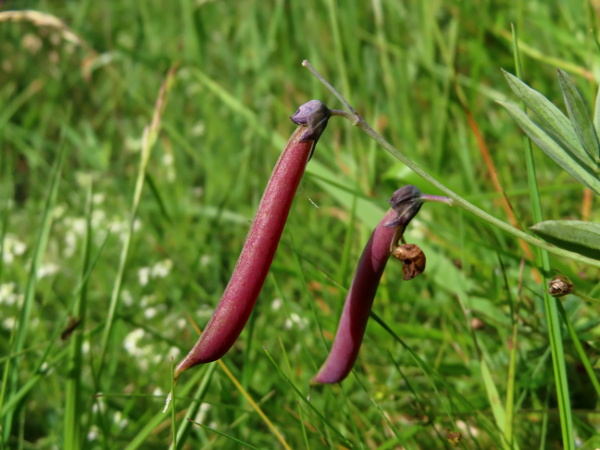 bitter vetch / Lathyrus linifolius