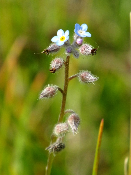 field forget-me-not / Myosotis arvensis