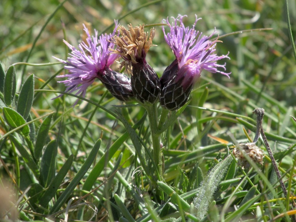 sawwort / Serratula tinctoria: In coastal heaths, _Serratula tinctoria_ can be only a few centimetres high.