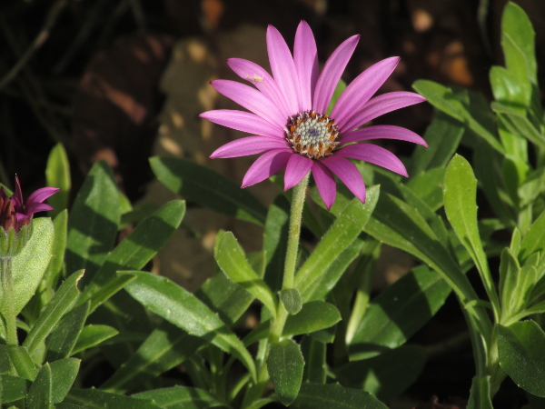 Cape daisy / Osteospermum jucundum: In the British Isles, the name ‘_Osteospermum jucundum_’ covers several species, including this _Osteospermum barberae_ (which has brown lower surface of the ligule and hairy corollas on the disc florets).